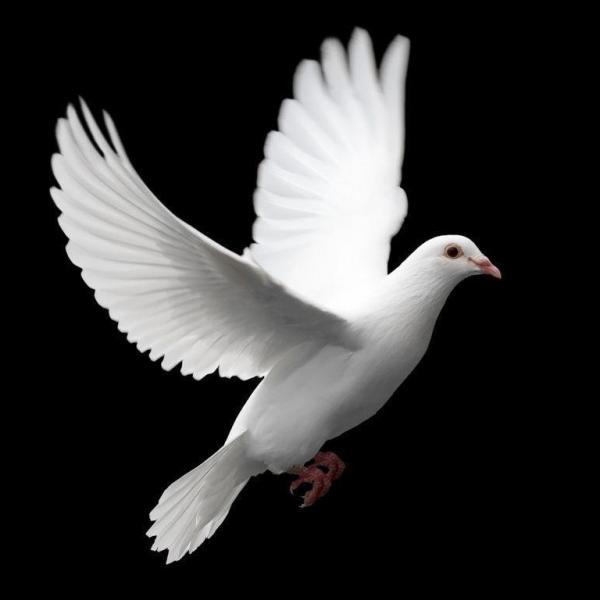 White Dove